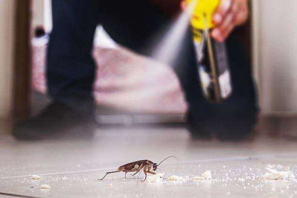 Professional Pest Control in North Belle Vernon, PA